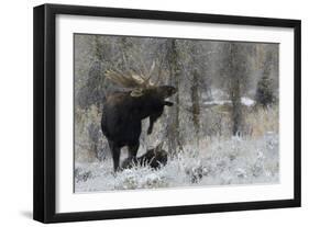 Shiras Bull Moose Courting Cow Moose-Ken Archer-Framed Photographic Print