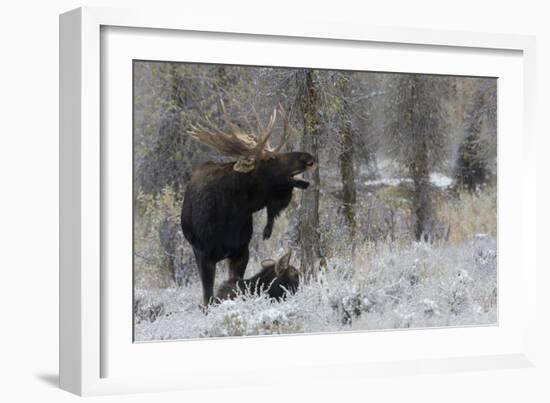 Shiras Bull Moose Courting Cow Moose-Ken Archer-Framed Photographic Print