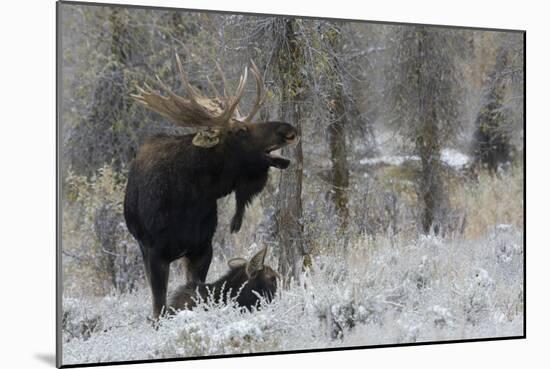 Shiras Bull Moose Courting Cow Moose-Ken Archer-Mounted Photographic Print