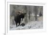 Shiras Bull Moose Courting Cow Moose-Ken Archer-Framed Photographic Print