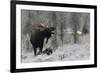 Shiras Bull Moose Courting Cow Moose-Ken Archer-Framed Photographic Print