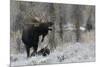 Shiras Bull Moose Courting Cow Moose-Ken Archer-Mounted Photographic Print