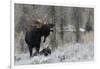 Shiras Bull Moose Courting Cow Moose-Ken Archer-Framed Photographic Print