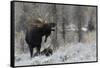 Shiras Bull Moose Courting Cow Moose-Ken Archer-Framed Stretched Canvas