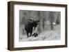 Shiras Bull Moose Courting Cow Moose-Ken Archer-Framed Photographic Print