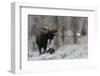 Shiras Bull Moose Courting Cow Moose-Ken Archer-Framed Photographic Print