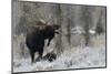 Shiras Bull Moose Courting Cow Moose-Ken Archer-Mounted Photographic Print