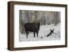 Shiras bull moose courting cow moose-Ken Archer-Framed Photographic Print