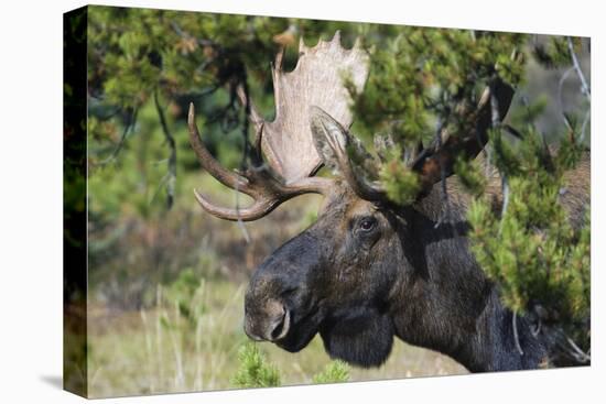 Shiras Bull Moose-Ken Archer-Stretched Canvas