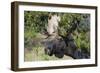 Shiras Bull Moose-Ken Archer-Framed Photographic Print