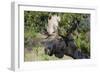 Shiras Bull Moose-Ken Archer-Framed Photographic Print