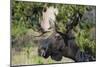 Shiras Bull Moose-Ken Archer-Mounted Photographic Print