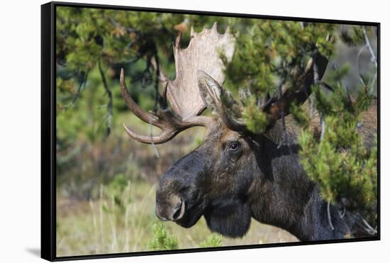 Shiras Bull Moose-Ken Archer-Framed Stretched Canvas