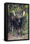 Shiras Bull Moose-Ken Archer-Framed Stretched Canvas