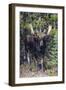 Shiras Bull Moose-Ken Archer-Framed Photographic Print