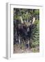 Shiras Bull Moose-Ken Archer-Framed Photographic Print