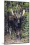 Shiras Bull Moose-Ken Archer-Mounted Photographic Print