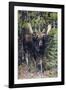 Shiras Bull Moose-Ken Archer-Framed Photographic Print