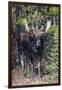 Shiras Bull Moose-Ken Archer-Framed Photographic Print