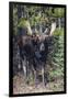 Shiras Bull Moose-Ken Archer-Framed Photographic Print