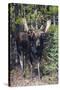 Shiras Bull Moose-Ken Archer-Stretched Canvas