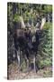 Shiras Bull Moose-Ken Archer-Stretched Canvas