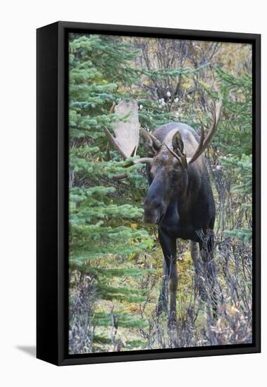 Shiras Bull Moose-Ken Archer-Framed Stretched Canvas