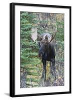 Shiras Bull Moose-Ken Archer-Framed Photographic Print