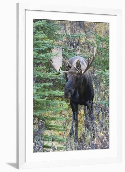 Shiras Bull Moose-Ken Archer-Framed Photographic Print