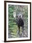 Shiras Bull Moose-Ken Archer-Framed Photographic Print