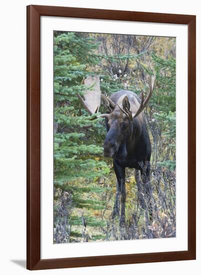 Shiras Bull Moose-Ken Archer-Framed Photographic Print