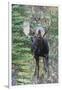 Shiras Bull Moose-Ken Archer-Framed Photographic Print