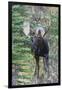 Shiras Bull Moose-Ken Archer-Framed Photographic Print