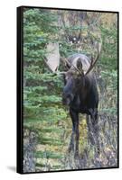 Shiras Bull Moose-Ken Archer-Framed Stretched Canvas