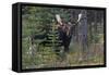 Shiras Bull Moose-Ken Archer-Framed Stretched Canvas