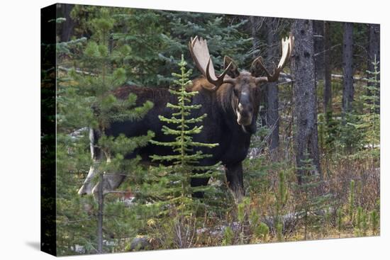 Shiras Bull Moose-Ken Archer-Stretched Canvas