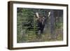 Shiras Bull Moose-Ken Archer-Framed Photographic Print