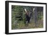 Shiras Bull Moose-Ken Archer-Framed Photographic Print