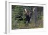 Shiras Bull Moose-Ken Archer-Framed Photographic Print