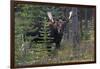 Shiras Bull Moose-Ken Archer-Framed Photographic Print