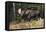 Shiras Bull Moose-Ken Archer-Framed Stretched Canvas