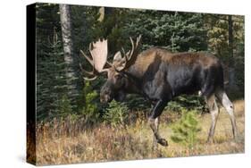 Shiras Bull Moose-Ken Archer-Stretched Canvas