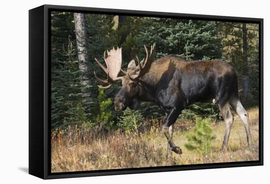 Shiras Bull Moose-Ken Archer-Framed Stretched Canvas