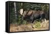 Shiras Bull Moose-Ken Archer-Framed Stretched Canvas