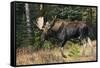 Shiras Bull Moose-Ken Archer-Framed Stretched Canvas