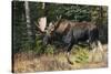 Shiras Bull Moose-Ken Archer-Stretched Canvas