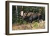 Shiras Bull Moose-Ken Archer-Framed Photographic Print