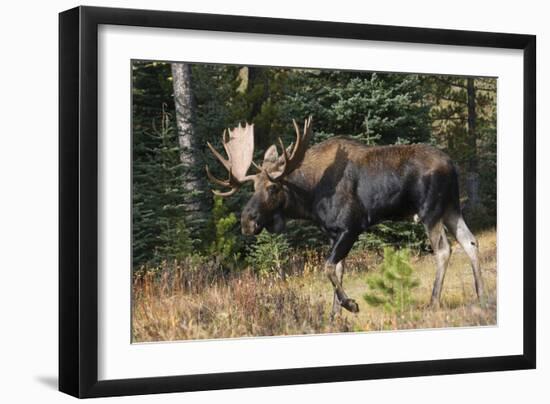 Shiras Bull Moose-Ken Archer-Framed Photographic Print