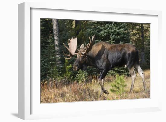 Shiras Bull Moose-Ken Archer-Framed Photographic Print