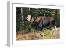 Shiras Bull Moose-Ken Archer-Framed Photographic Print